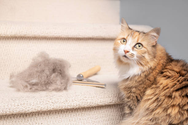 A cute cat sits next to a metal rake and hairballs from carpet brushing. in Carpet Cleaning Services in South West Sydney