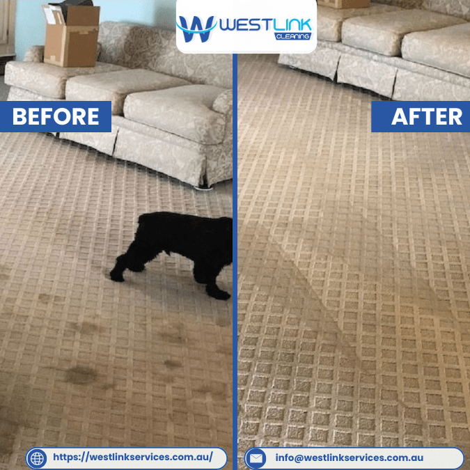 Before and after living room patterned carpet cleaning showing spots reduced and texture looking cleaner and brighter.